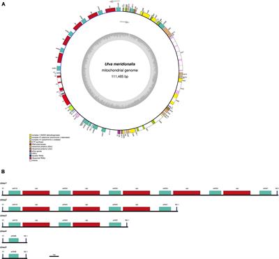 Tandem integration of circular plasmid contributes significantly to the expanded mitochondrial genomes of the green-tide forming alga Ulva meridionalis (Ulvophyceae, Chlorophyta)